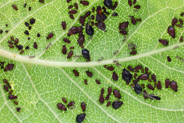 Aphids are a parasitic insect that sucks juice from plants.