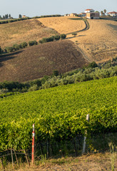 Panoramic view of olive groves, vineyards and farms on rolling hills of Abruzzo. Italy