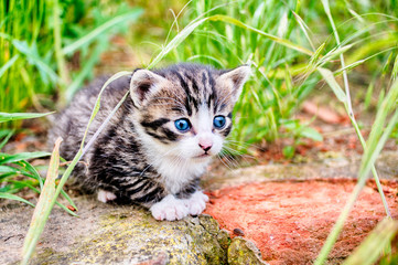 Babykatze Kätzchen 
