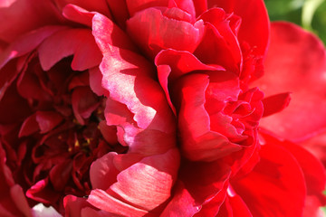 Large lush red peony on the flowerbed

