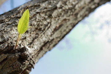 sprout, young leave on a tree bark