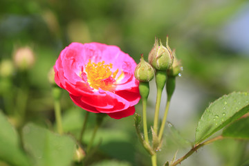 In the summer, rose is blooming