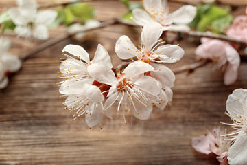 Fototapeta na wymiar Beautiful blossoming branch on wooden background, closeup