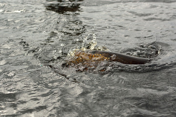 Summer fishing, pike fishing, spinning on the lake