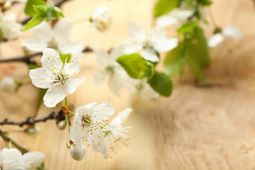 Fototapeta na wymiar Beautiful blossoming branch against blurred background, closeup