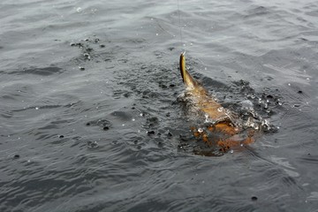 Obraz premium Summer fishing, pike fishing, spinning on the lake