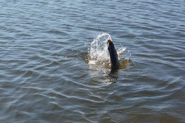 Obraz premium Summer fishing, pike fishing, spinning on the lake
