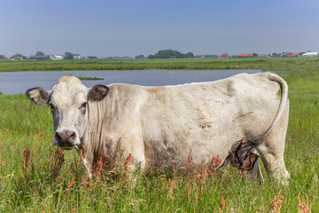 Piemontese cow in a colorful meadow on Texel Island, The Netherlands