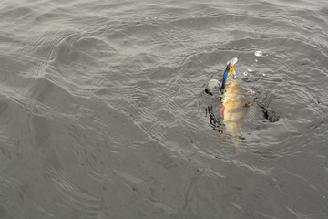 Fototapeta premium Summer fishing, perch fishing spinning reel on the lake