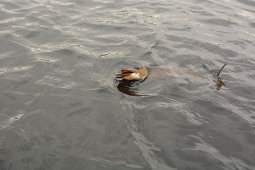 Summer fishing, pike fishing, spinning on the lake