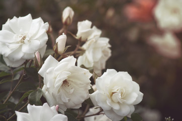 Beautiful bush flowers white garden roses in the sun light on a dark background for the calendar