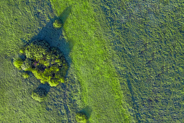 Top view of green grass and trees