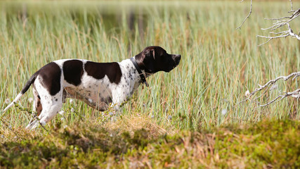 Dog pointer hunting at the swamp 