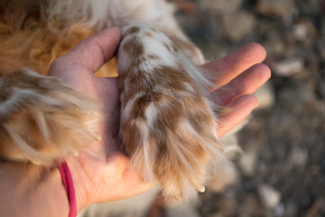 The paw of an English setter in the hand. Friendship, support, pet therapy concept