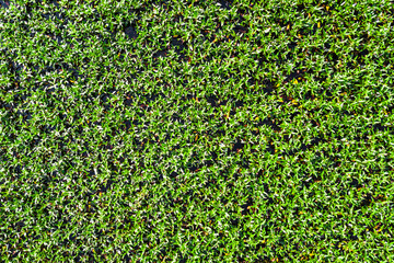 Fototapeta premium Green grass natural background texture, Lawn for the background
