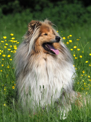 Beautiful Rough Collie