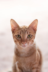 Portrait of ginger cat sitting