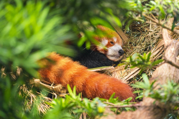 Naklejka premium Red panda sleeping on a tree