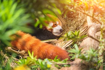 Tableaux ronds sur aluminium Panda Panda rouge dormant derrière les feuilles, gros plan