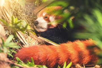 Red panda sleeping in the grass