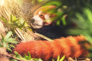Crédence de cuisine en verre imprimé Panda Red panda sleeping in the grass
