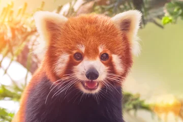 Crédence de cuisine en verre imprimé Panda Portrait of a Red Panda ( Ailurus fulgens )