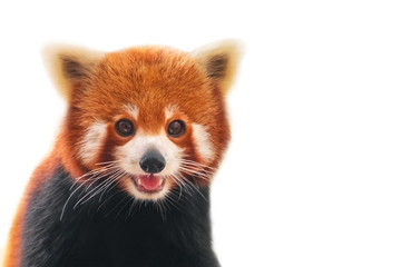 Fototapeta na wymiar Portrait of a Red Panda ( Ailurus fulgens ), Firefox or Lesser Panda. Isolated on white