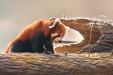 Crédence de cuisine en verre imprimé Panda Red panda on the trunk of a tree
