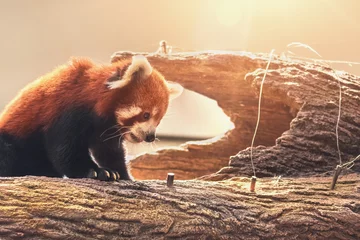 Crédence de cuisine en verre imprimé Panda joli panda roux assis sur un tronc dans un arbre