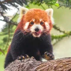 Papier Peint photo autocollant Panda Western red panda (Ailurus fulgens fulgens) or Nepalese red panda on the trunk of a tree