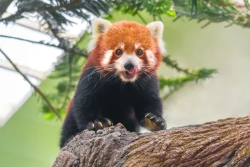 Crédence de cuisine en verre imprimé Panda Ours panda roux grimpant à l& 39 arbre