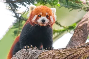 Crédence de cuisine en verre imprimé Panda Panda roux sur l& 39 arbre