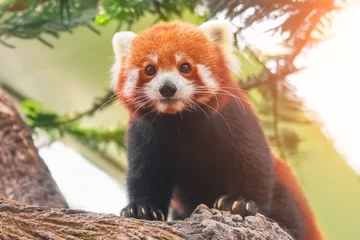 Crédence de cuisine en verre imprimé Panda Red panda on a tree branch, close-up