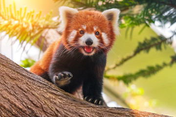 Red panda on a tree on a sunny day - obrazy, fototapety, plakaty