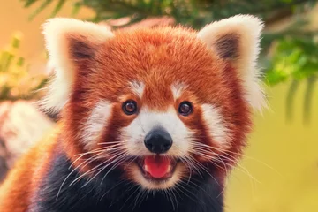 Printed roller blinds Panda Red panda, close-up