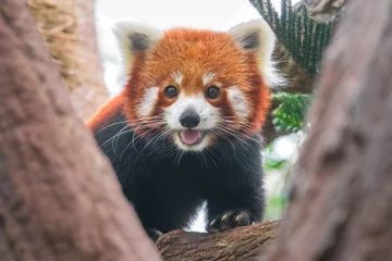 Tableaux sur verre Panda Panda rouge sur un arbre, gros plan