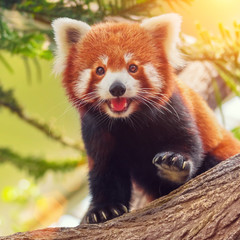 Red panda on a branch in the forest on a sunny day
