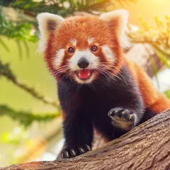 Crédence de cuisine en verre imprimé Panda Panda roux sur une branche dans la forêt par une journée ensoleillée