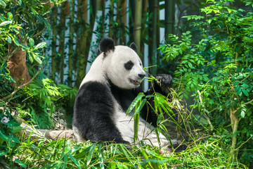 Fototapeta na wymiar Black and white panda sits on the grass in the forest