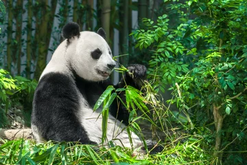 Crédence de cuisine en verre imprimé Panda Black and white panda eating bamboo in the forest