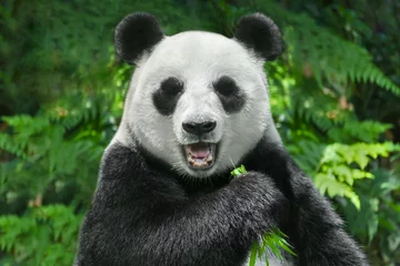 Keuken foto achterwand Panda reuzenpandabeer die bamboe eet