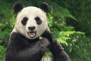 Printed kitchen splashbacks Panda Chinese giant panda