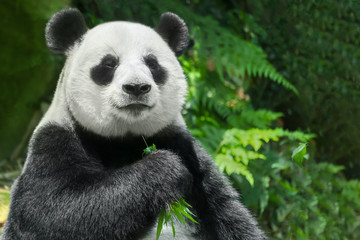 Fototapeta premium Panda wielka (Ailuropoda melanoleuca) lub Panda Bear. Zbliżenie na gigantyczną pandę siedzi i je bambus