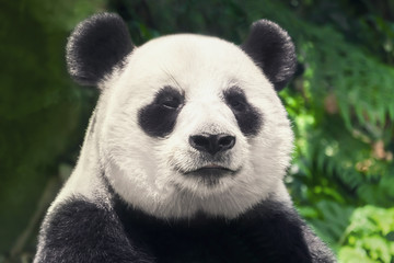 Obraz premium Śliczna czarno-biała panda, zbliżenie