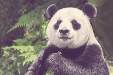 Fototapeta premium Chinese giant panda