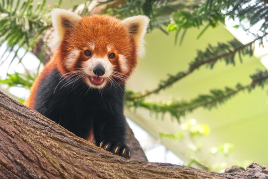 Fototapeta Western red panda (Ailurus fulgens fulgens), also known as the Nepalese red panda.