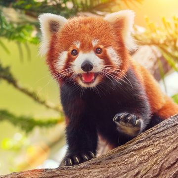 Fototapeta Red panda on a branch in the forest on a sunny day