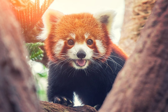 Fototapeta Red Panda, Firefox or Lesser Panda (Ailurus fulgens) on the tree