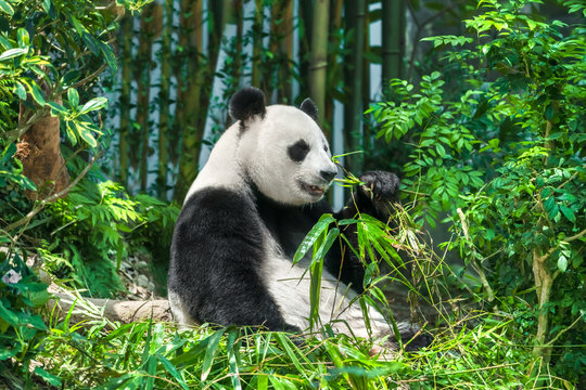 Black and white panda sits on the grass in the forest