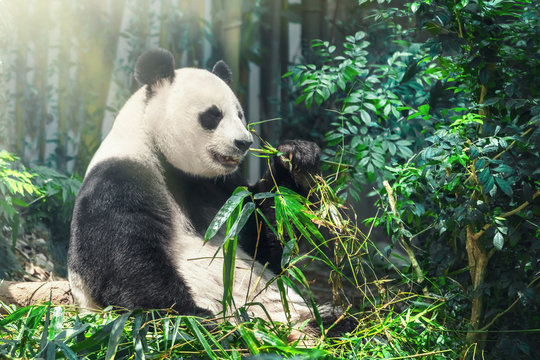 Giant Panda Bear sitting on the forest floor eating bamboo